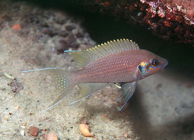 Neolamprologus brichardi 'Katili'